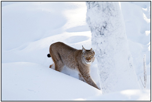 2011-02-10 - Lynx in de sneeuw<br/>Ranua Wildlife Park - Ranua - Finland<br/>Canon EOS 7D - 300 mm - f/3.2, 1/1600 sec, ISO 200