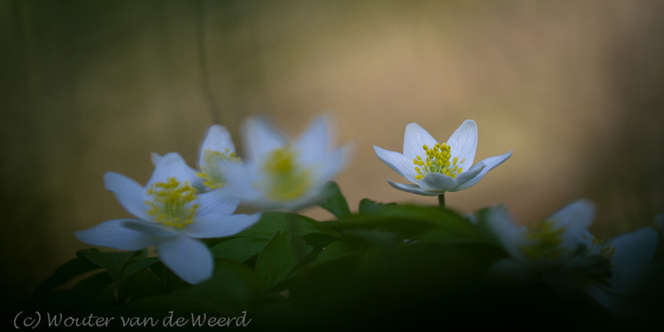2012-03-22 - Intiem sfeerbeeld van bosanemonen<br/>Landgoed Amelisweerd - Bunnik-Utrecht - Nederland<br/>Canon EOS 7D - 100 mm - f/4.0, 1/320 sec, ISO 200