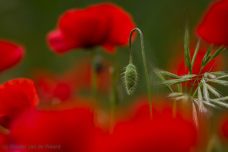 2013-05-01 - Knallende rode klaprozen<br/>Umbrië - Omgeving Tuoro sul Trasimeno - Italië<br/>Canon EOS 7D - 250 mm - f/5.0, 1/640 sec, ISO 200