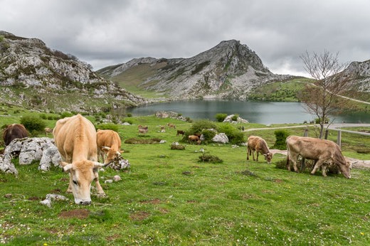 2015-05-01 - Een flink aantal koeien kruist ons pad bij Lago Enol<br/>Picos de Europa - Cagnas de Onis - Spanje<br/>Canon EOS 5D Mark III - 24 mm - f/8.0, 1/40 sec, ISO 200