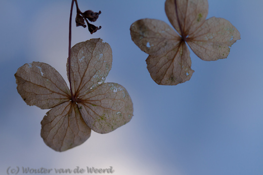 2012-02-04 - Klimhortensia bloemetjes<br/>Achtertuin - Zeist - Nederland<br/>Canon EOS 7D - 100 mm - f/5.0, 1/320 sec, ISO 400