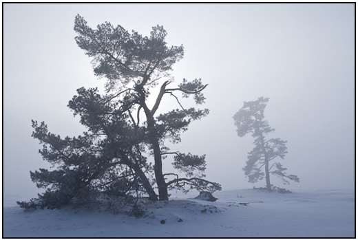 2010-12-30 - Vliegdennen in de mist<br/>NP De Hoge Veluwe - Otterlo - Nederland<br/>Canon EOS 7D - 24 mm - f/8.0, 1/500 sec, ISO 200