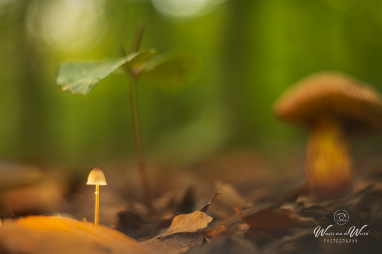 2025-10-10 - Ienie-mienie<br/>Krakelingsebos - Zeist - Nederland<br/>Canon EOS R5 -  - , 1/160 sec, ISO 800