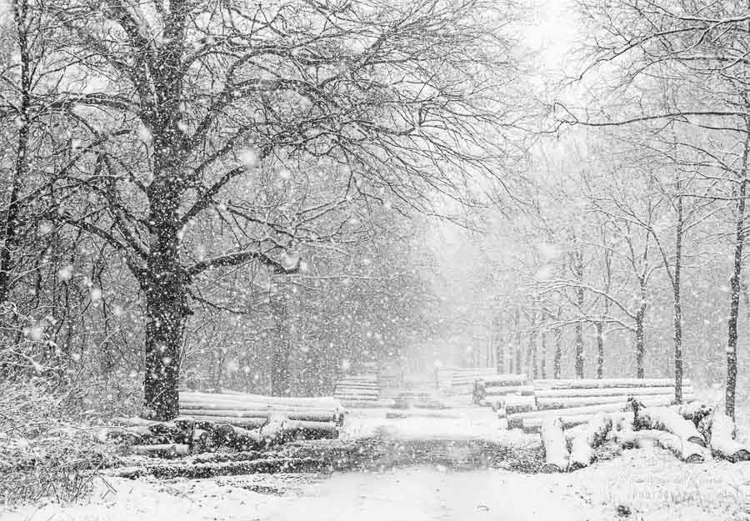 2023-01-20 - Hevige sneeuwval in het bos<br/>Kaapse Bossen - Doorn - Nederland<br/>Canon EOS R5 - 70 mm - f/5.6, 1/200 sec, ISO 3200