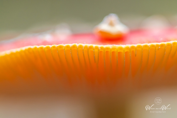 2025-10-10 - Vliegenzwam van heel dichtbij<br/>Krakelingsebos - Zeist - Nederland<br/>Canon EOS R5 - 100 mm - f/2.8, 0.01 sec, ISO 1600