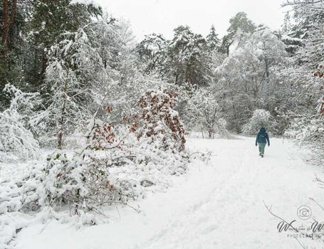 Winterse