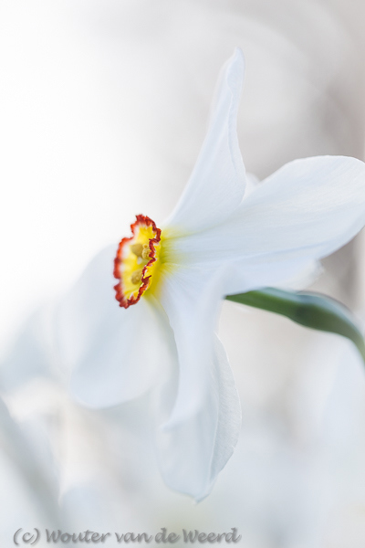 2016-04-14 - Lekker licht<br/>Landgoed Amelisweerd - Bunnik-Utrecht - Nederland<br/>Canon EOS 5D Mark III - 100 mm - f/3.5, 1/160 sec, ISO 200
