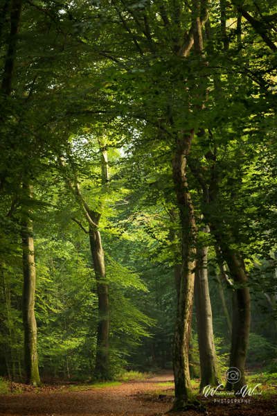 2026-10-02 - Spelen met licht<br/>Speuldersbos - Garderen - Nederland<br/>Canon EOS R5m2 - 135 mm - f/7.1, 0.5 sec, ISO 100