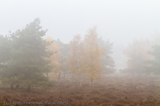 2012-11-19 - Herfstkleuren in de mist<br/>Plantage Willem III - Elst - Nederland<br/>Canon EOS 7D - 130 mm - f/8.0, 1/200 sec, ISO 400