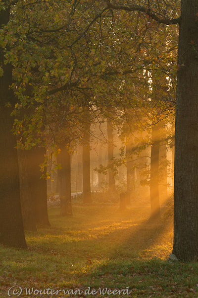 2011-11-19 - Zonnestralen door de mistige bomen<br/>Langbroek - Nederland<br/>Canon EOS 7D - 67 mm - f/11.0, 0.05 sec, ISO 400
