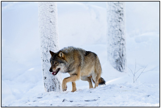 2011-02-10 - Wolf, sluipend in de sneeuw<br/>Ranua Wildlife Park - Ranua - Finland<br/>Canon EOS 7D - 300 mm - f/4.0, 1/1250 sec, ISO 200