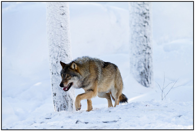 2011-02-10 - Wolf, sluipend in de sneeuw<br/>Ranua Wildlife Park - Ranua - Finland<br/>Canon EOS 7D - 300 mm - f/4.0, 1/1250 sec, ISO 200