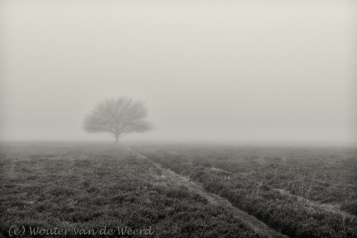 2012-11-24 - Boom in de mist op de heide<br/>Westerheide - Hilversum - Nederland<br/>Canon EOS 7D - 24 mm - f/8.0, 1/30 sec, ISO 400