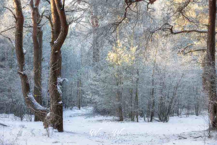 2024-01-19 - Bos met sneeuw<br/>Heidestein-Bornia - Zeist-Driebergen - Nederland<br/>Canon EOS R5 - 110 mm - f/8.0, 1/160 sec, ISO 2000