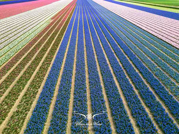 2023-04-18 - Bloembollenveld tot in het oneindige, met drone gefotografeerd<br/>Noord-Holland - Nederland<br/>FC3582 - 6.7 mm - f/1.7, 1/1000 sec, ISO 150