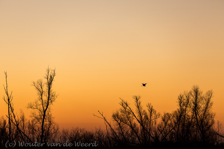 2015-12-08 - Reiger voor een roodgekleurde zonsopkomst-lucht<br/>Biesbosch - Nederland<br/>Canon EOS 5D Mark III - 200 mm - f/4.0, 1/250 sec, ISO 200