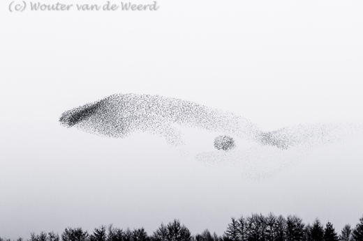 2014-03-10 - De walvis - spreeuwenzwerm<br/>Nijkerk - Nederland<br/>Canon EOS 7D - 55 mm - f/5.6, 1/160 sec, ISO 3200
