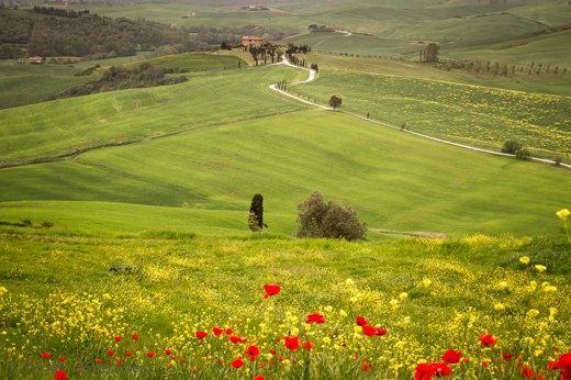 2013-04-27 - Klaprozen, groene golvende heuvels, cipressen en een eenzame boerderij op de top<br/>Val d’Orcia - Pienza - Italië<br/>Canon EOS 7D - 65 mm - f/11.0, 0.01 sec, ISO 400