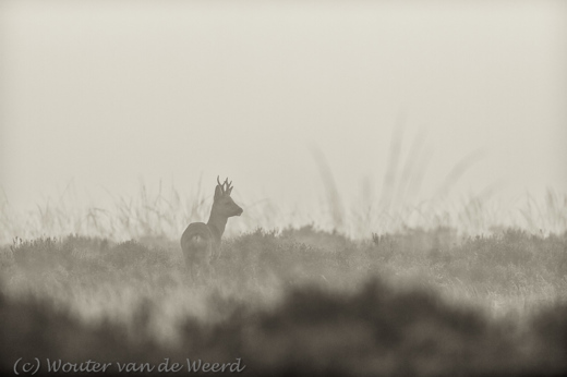 2012-11-24 - Reebok in de mist in coulissen-landschap<br/>Westerheide - Hilversum - Nederland<br/>Canon EOS 7D - 300 mm - f/3.2, 1/800 sec, ISO 250