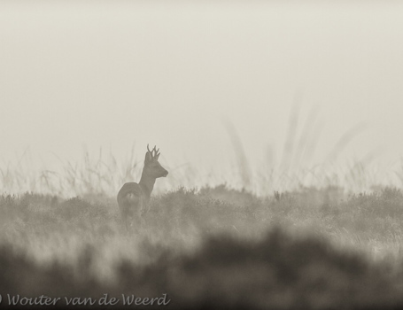 Mist Mist
