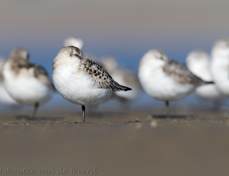 Drieteenstrandloper Drieteenstrandloper