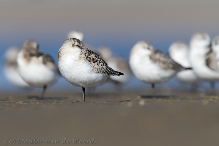Drieteenstrandloper Drieteenstrandloper