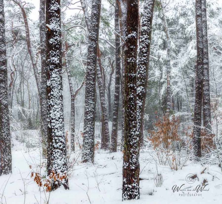 2026-01-03 - Streepjescode 2<br/>Zeisterbos - Zeist - Nederland<br/>Canon EOS R6m2 - 105 mm - f/8.0, 0.02 sec, ISO 800