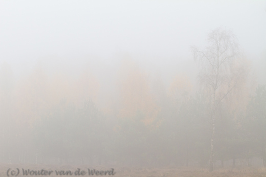 2012-11-19 - Het geel van de Berken is bijna niet meer te zien<br/>Plantage Willem III - Elst - Nederland<br/>Canon EOS 7D - 100 mm - f/8.0, 1/200 sec, ISO 400