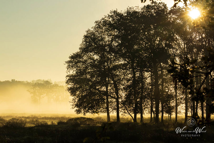 2024-09-29 - Mistig landschap<br/>Weerterbos - Nederweert - Nederland<br/>Canon EOS R6m2 - 100 mm - f/16.0, 1/320 sec, ISO 400