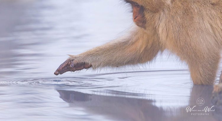 2026-02-13 - Lekker warm water<br/>Jigokudani Monkey Park - Yamanouchi - Japan<br/>Canon EOS R5m2 - 500 mm - f/7.1, 1/640 sec, ISO 2000