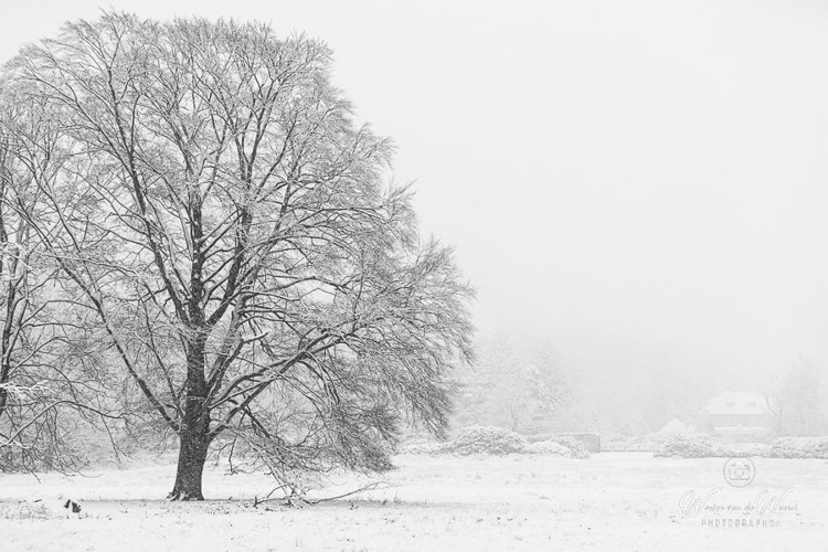 2023-01-20 - Monumentale boom in de sneeuw<br/>Kaapse Bossen - Doorn - Nederland<br/>Canon EOS R5 - 70 mm - f/4.0, 1/250 sec, ISO 800