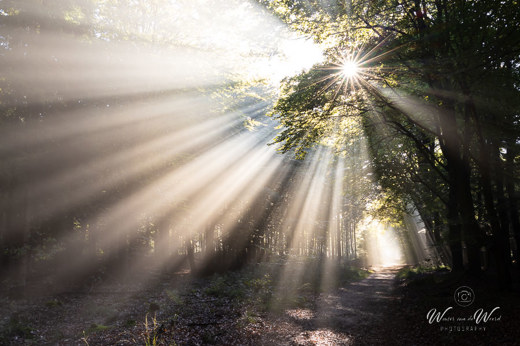 2022-09-30 - Prachtige zonneharpen in het bos<br/>Austerlitz - Nederland<br/>Canon EOS R5 - 35 mm - f/16.0, 0.2 sec, ISO 400
