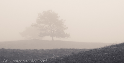 2011-11-21 - Vliegdennen in de mist<br/>Heidestein - Zeist - Nederland<br/>Canon EOS 7D - 60 mm - f/8.0, 1/60 sec, ISO 400