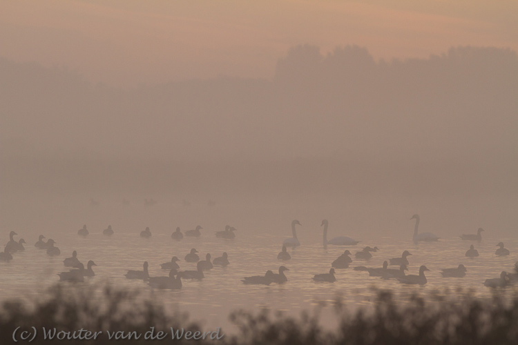 2012-09-23 - Zwanen, eenden en ganzen in de mist<br/>Wavershoek - Waverveen - Nederland<br/>Canon EOS 7D - 300 mm - f/5.6, 1/500 sec, ISO 400