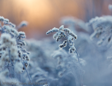Winterochtend Winterochtend