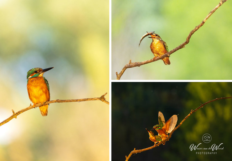 Fotohutten Bence Mate Hongarije - ijsvogel