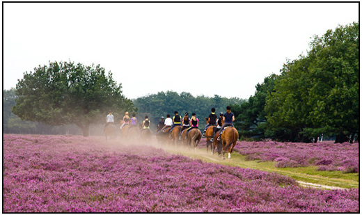 2011-08-22 - Paarden in actie op de hei<br/>Westerheide - Hilversum - Nederland<br/>Canon EOS 7D - 105 mm - f/8.0, 1/80 sec, ISO 200