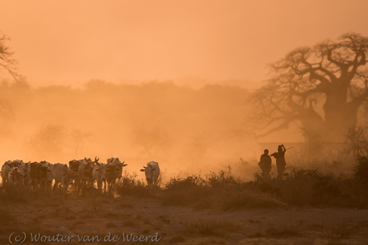 2015-10-18 - Masai en koeien bij ondergaande zon<br/>Omgeving Lake Manyara NP - Tanzania<br/>Canon EOS 7D Mark II - 420 mm - f/4.0, 1/500 sec, ISO 200
