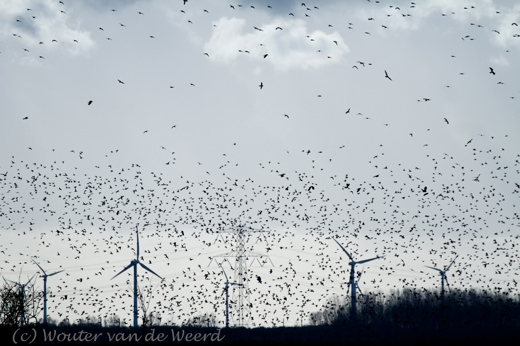2012-01-02 - Enorme zwermen met vogels boven de windmolens<br/>Oostvaardersplassen - Lelystad - Nederland<br/>Canon EOS 7D - 400 mm - f/6.3, 1/6400 sec, ISO 800