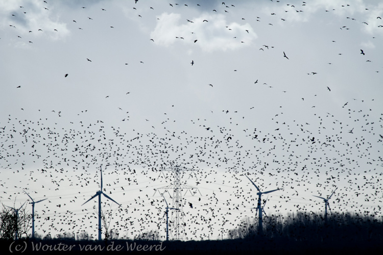 2012-01-02 - Enorme zwermen met vogels boven de windmolens<br/>Oostvaardersplassen - Lelystad - Nederland<br/>Canon EOS 7D - 400 mm - f/6.3, 1/6400 sec, ISO 800