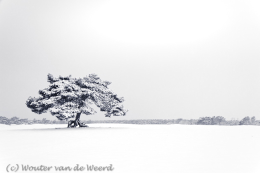 2017-02-12 - Vliegden in de sneeuw<br/>De Lange Duinen - Soest - Nederland<br/>Canon EOS 5D Mark III - 24 mm - f/8.0, 0.05 sec, ISO 400
