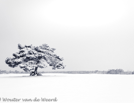 Vliegdennen Vliegdennen