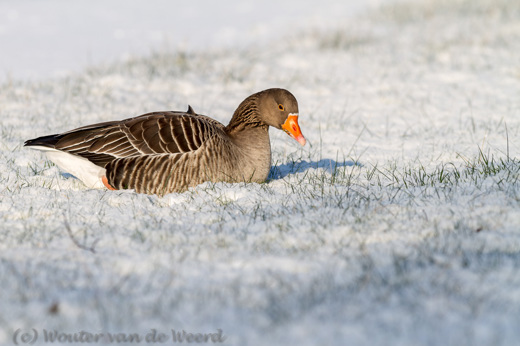 2013-01-16 - Grauwe gans in de sneeuw<br/>Natuurpark Lelystad - Lelystad - Nederland<br/>Canon EOS 7D - 300 mm - f/4.5, 1/500 sec, ISO 100