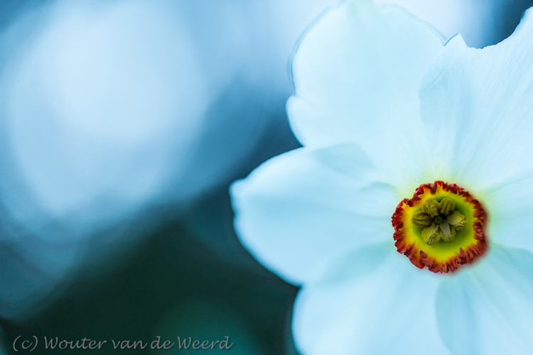 2016-04-07 - Dichtersnarcis<br/>Landgoed Amelisweerd - Bunnik-Utrecht - Nederland<br/>Canon EOS 5D Mark III - 100 mm - f/2.8, 0.02 sec, ISO 1600