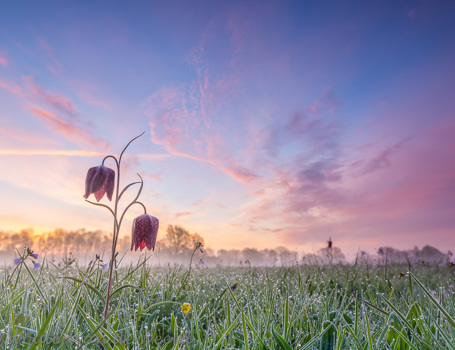 Kievitsbloemen Kievitsbloemen