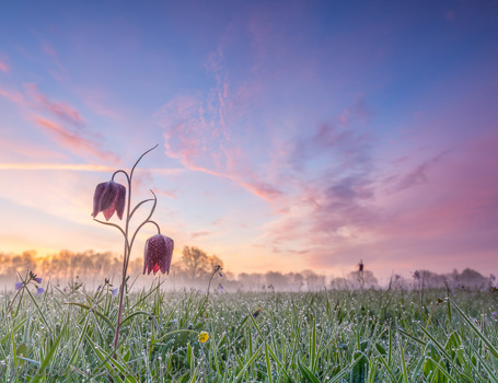 Kievitsbloemen