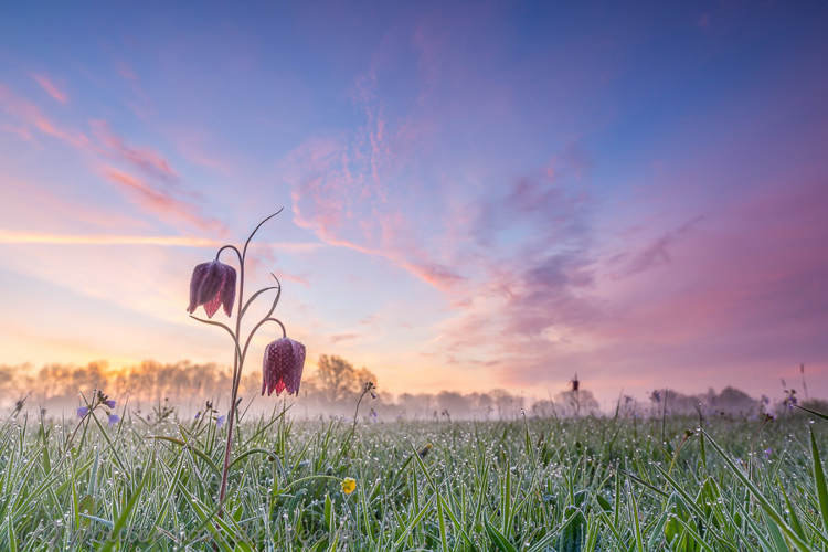 Kievitsbloemen