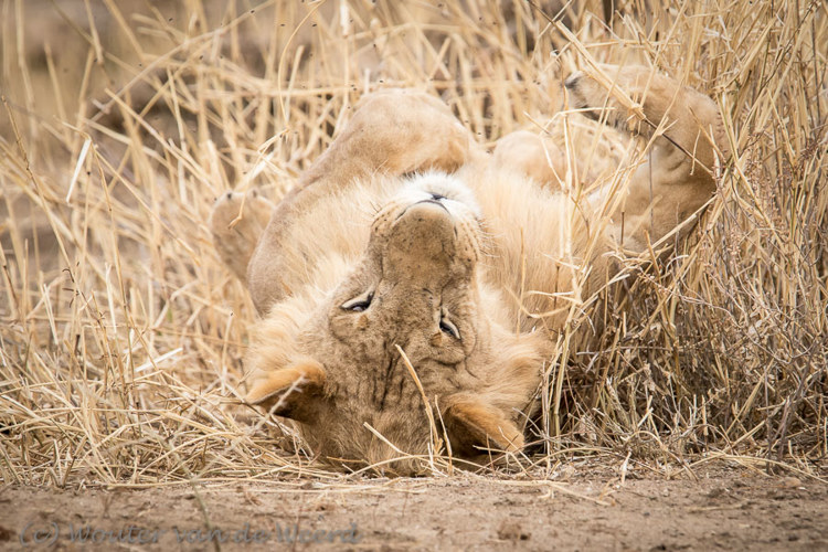 2015-10-18 - Het leven is niet makkelijk voor een leeuw<br/>Serengeti - Tanzania<br/>Canon EOS 7D Mark II - 420 mm - f/5.6, 1/640 sec, ISO 1250
