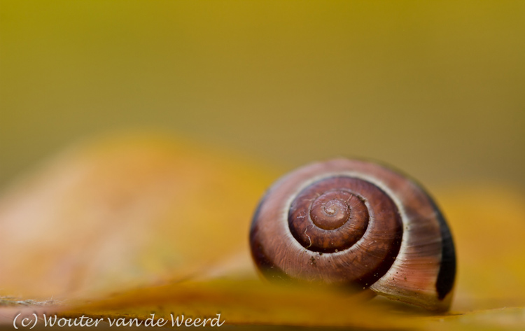 2011-11-13 - Geel herfstblad met slakje<br/>Thuis - Zeist - Nederland<br/>Canon EOS 7D - 100 mm - f/4.0, 1/60 sec, ISO 200