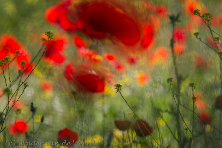 2012-05-02 - A splash of red - photoItem.Description<br/>Lisvori (Lesbos) - Griekenland<br/>Canon EOS 7D - 400 mm - f/8.0, 1/250 sec, ISO 200